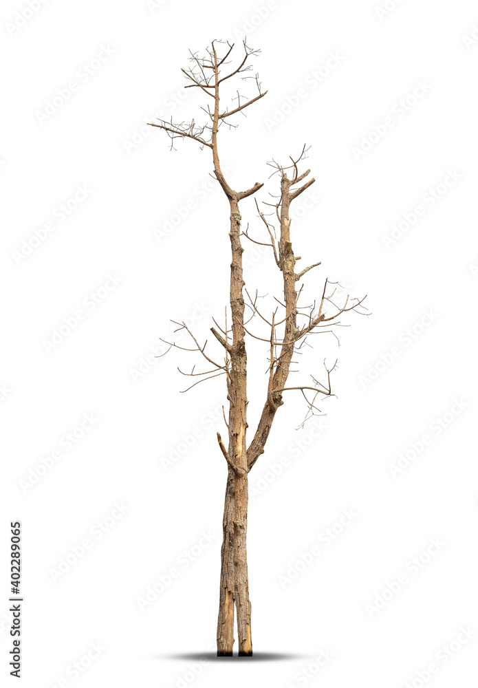 Fototapeta premium Single old and dead tree isolated on white background.