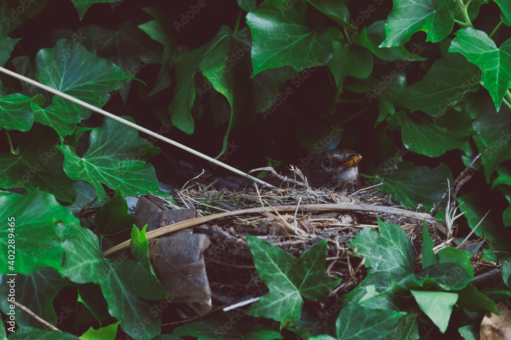 Fototapeta premium mama bird in her nest surrounded by ivy plants