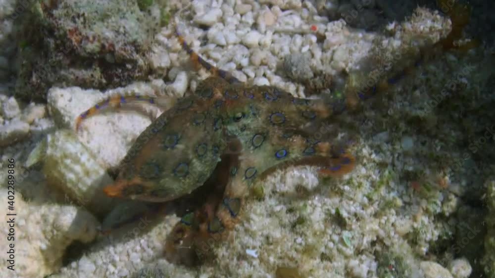 Blue ringed octopus crawling and swimming over a coral reef in very shallow depth. Showing vivid color changes. Blue ringed octopus crawling and swimming over a coral reef in very shallow depth. Showing vivid color changes.