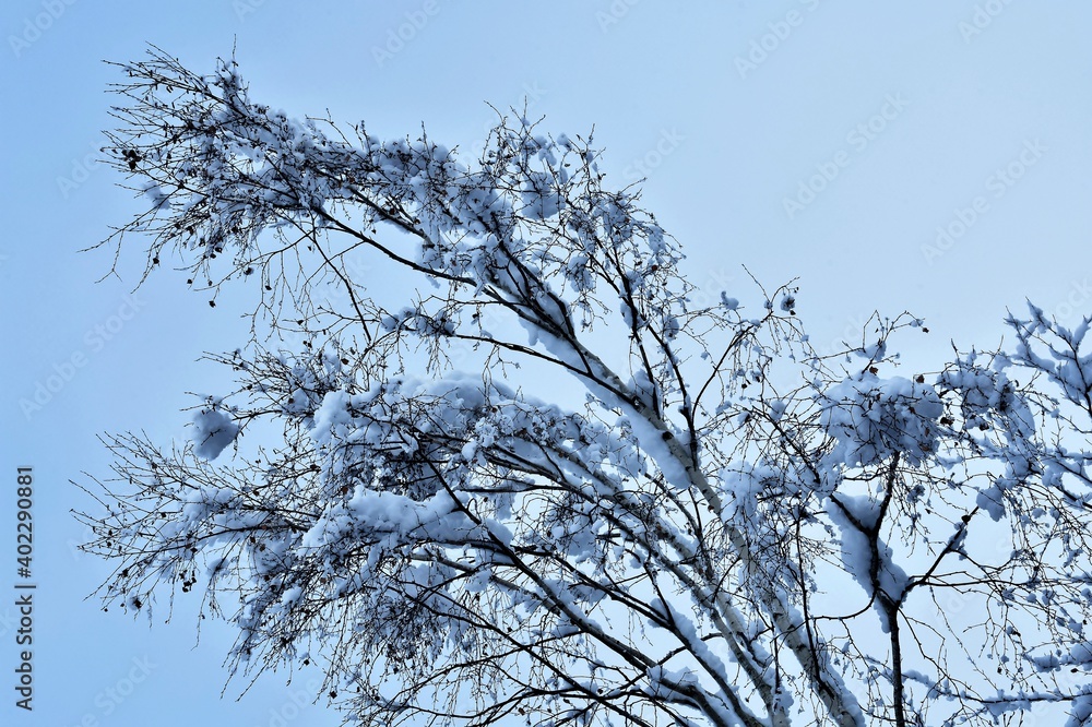 Neuschnee auf den Zweigen und Ästen eines Baumes Neuschnee auf den Zweigen und Ästen eines Baumes