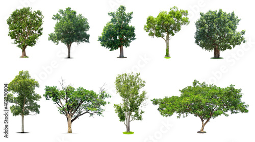 Tree collection, Beautiful large, Tropical tree Suitable for use in design, isolated on a white background.
