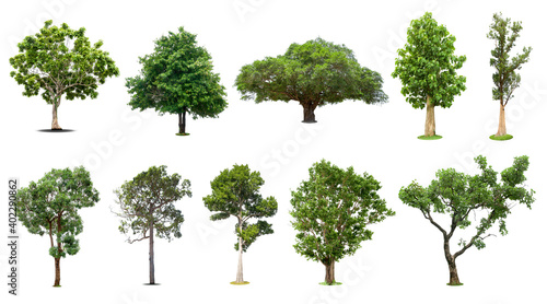 Tree collection, Beautiful large, Tropical tree Suitable for use in design, isolated on a white background.