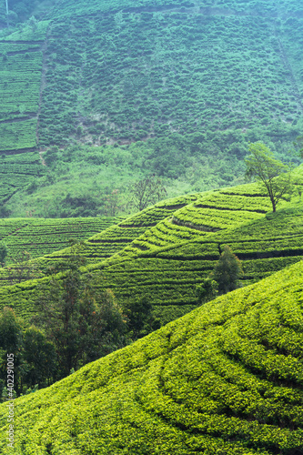 Wonderful view of well grown tea estates in the up country near Nuwara Eliya, Sri Lanka.