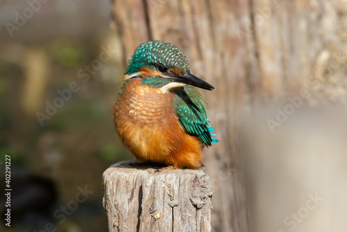 Сommon kingfisher, Alcedo atthis. The bird sits on an old wooden post, which serves as a support for the bridge over the river