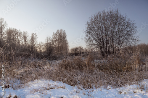landscape with snowy trees and tall grass. sunny morning, sky with a gradient of blue shades and soft beige colors in a winter photo