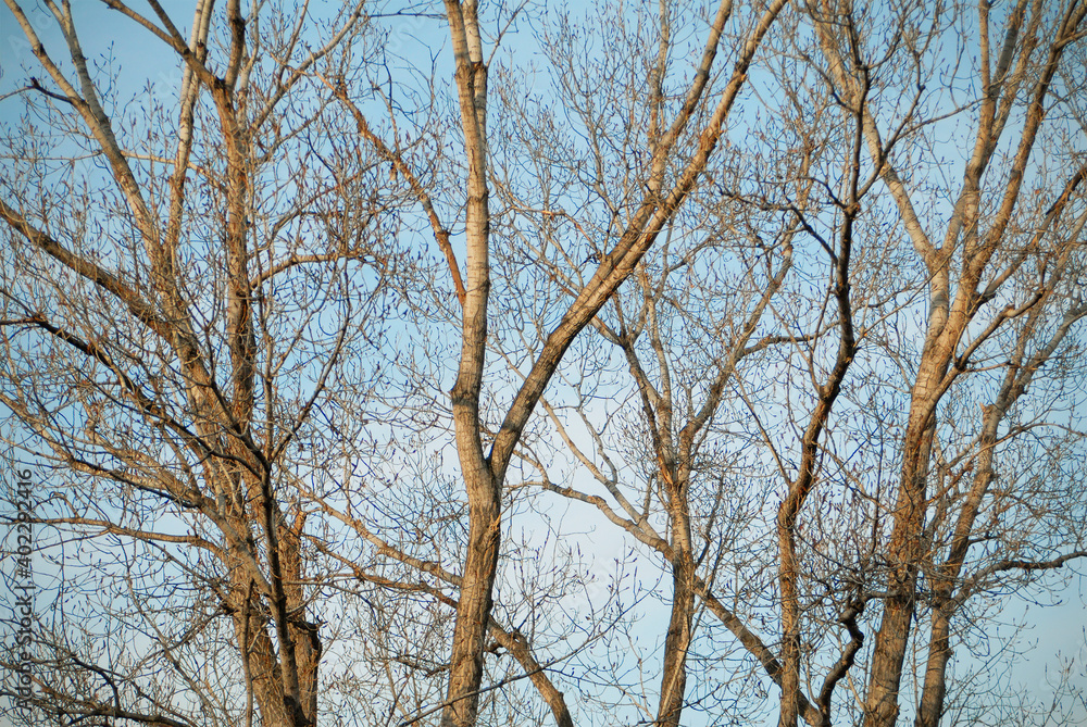 View of bare trees against the sky. View of bare trees against the sky.