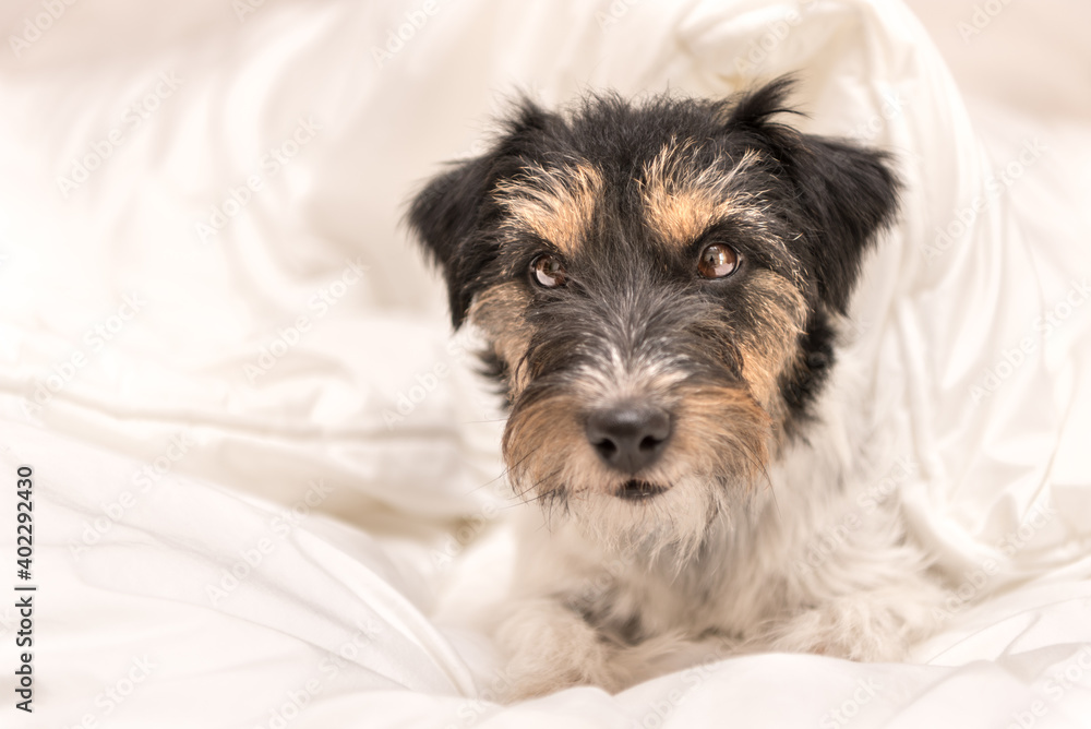 Funny little Jack Russell Terrier dog is lying and sleeping in a bed Funny little Jack Russell Terrier dog is lying and sleeping in a bed