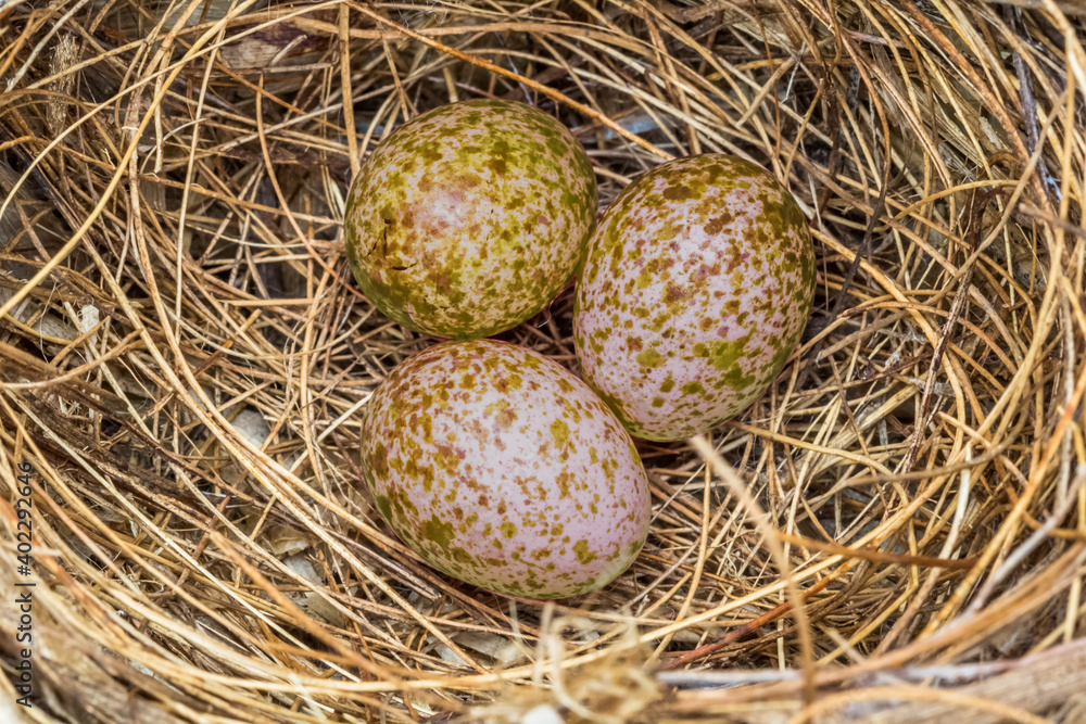 Fototapeta premium Des œufs dans un nid