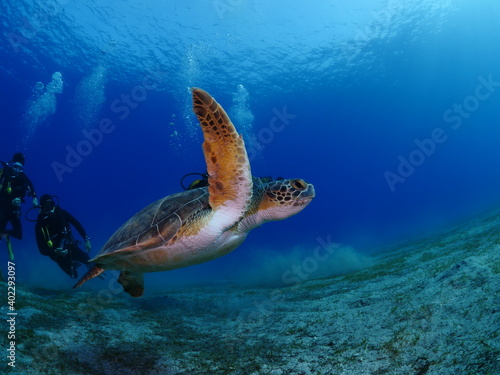 sea turtle underwater green turtle swim blue water