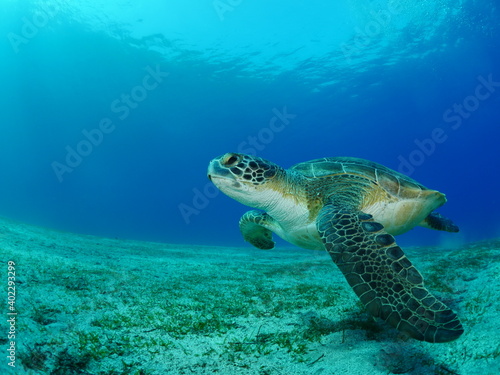 turtle underwater swim blue waters slow motion ocean scenery