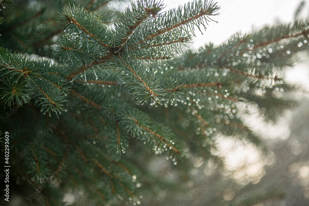 Close-up of Pine branches with dewdrops on needles in a sunlight. Close-up of Pine branches with dewdrops on needles in a sunlight.