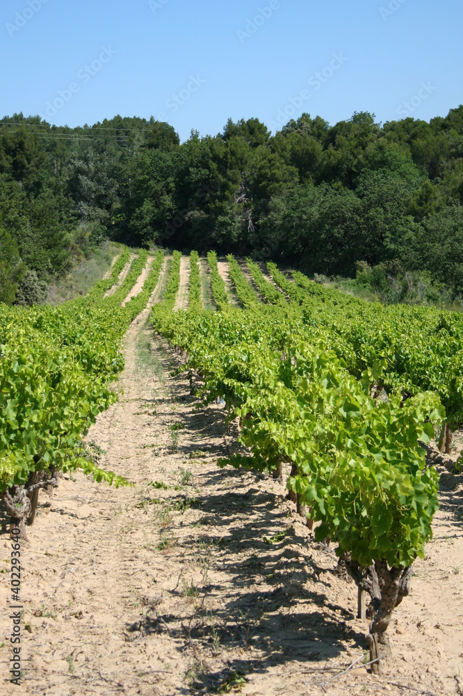 rows of grapevines in vineyard, France
