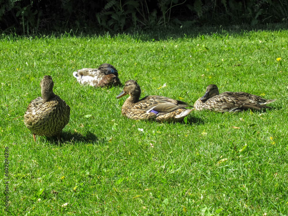 Female mallards relaxing on a green lawn. Female mallards relaxing on a green lawn.