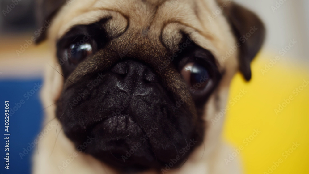 Close up of pug sitting in front of camera and spitting its tongue out