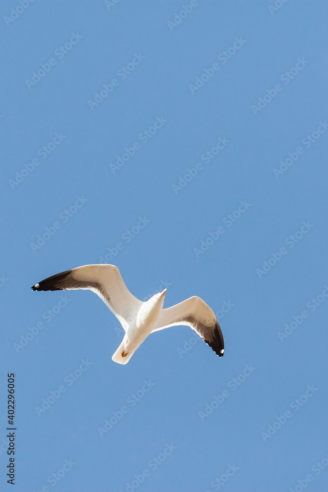 Baltische Mantelmeeuw, Baltic Gull, Larus fuscus fuscus