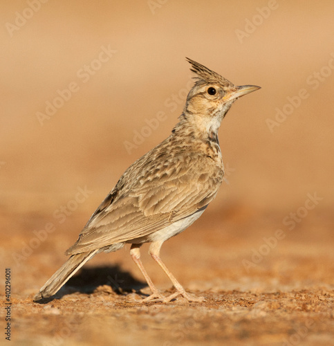 Kuifleeuwerik, Crested Lark, Galerida cristata pallida photo