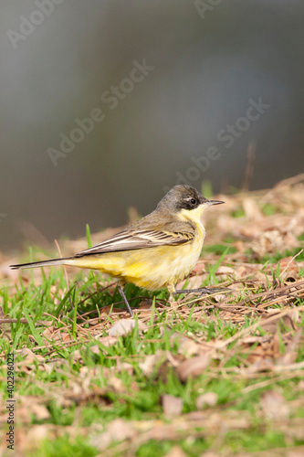 Balkankwikstaart, Black-headed Wagtail, Motacilla feldegg photo