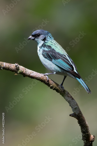 Azure-rumped Tanager, Poecilostreptus cabanisi