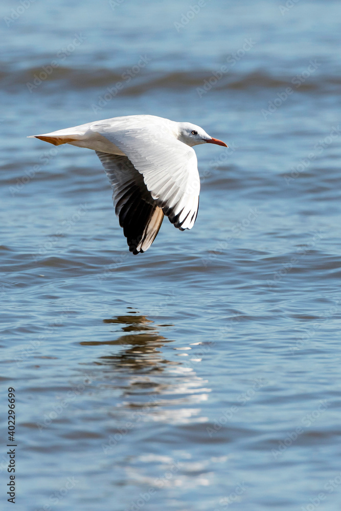 Obraz premium Dunbekmeeuw, Slender-billed Gull, Chroicocephalus genei