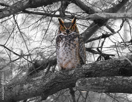 owl in tree
