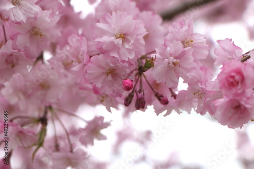満開の桜の花とつぼみ