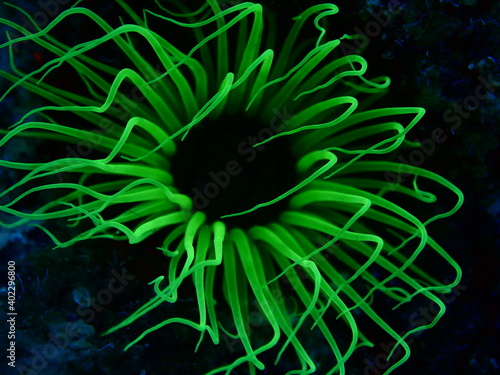 green anemone cerianthus membranaceus underwater ocean scenery swing with current picking particules animal behaviour