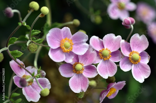 Knospen und Blüten von rosaroten Herbstanemonen