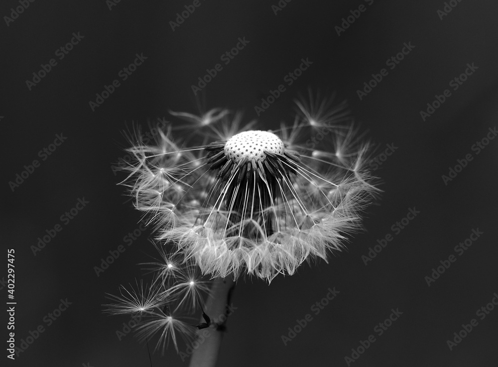 Fototapeta premium Dandelion seed head