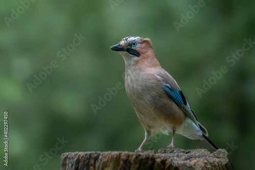 Eurasian Jay (Garrulus glandarius) on a tree trunk in the forest of Noord Brabant in the Netherlands. copy space.
