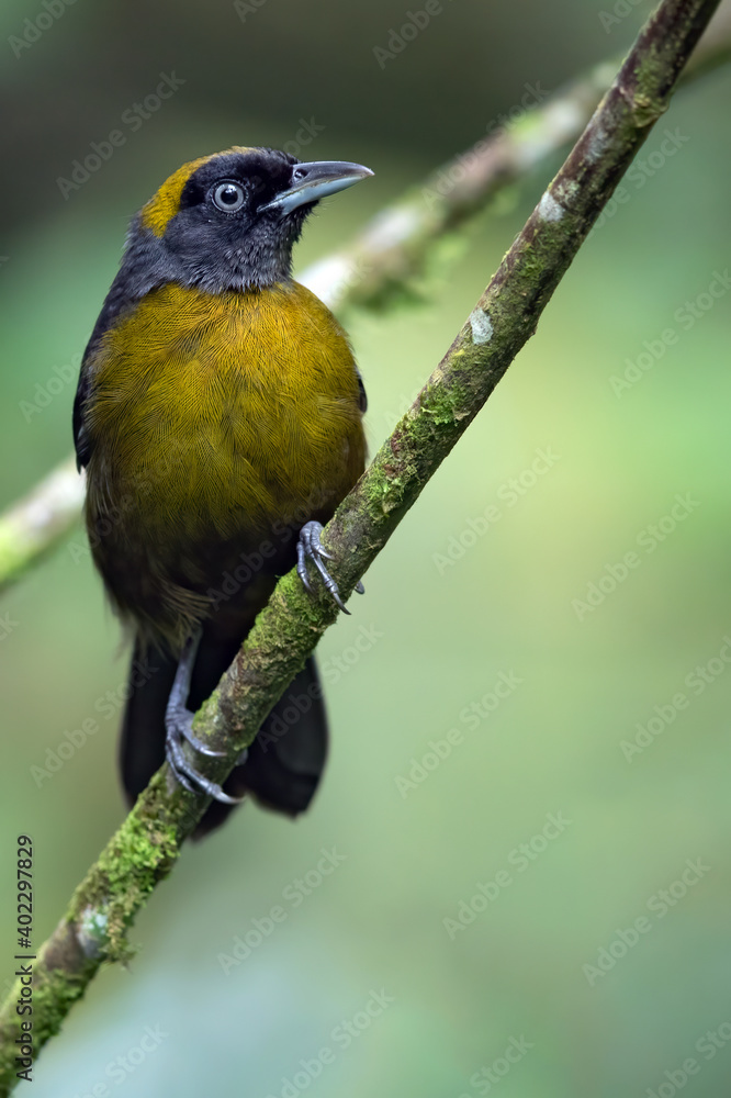 Dusky-faced Tanager, Mitrospingus cassinii Dusky-faced Tanager, Mitrospingus cassinii