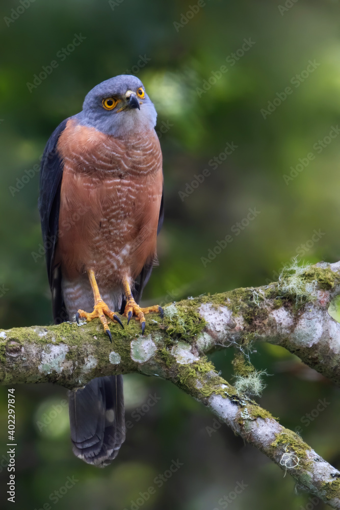 Red-chested Goshawk, Accipiter toussenelii Red-chested Goshawk, Accipiter toussenelii