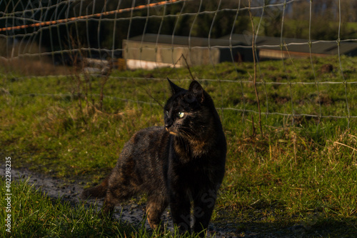Canvas Print black cat hunting