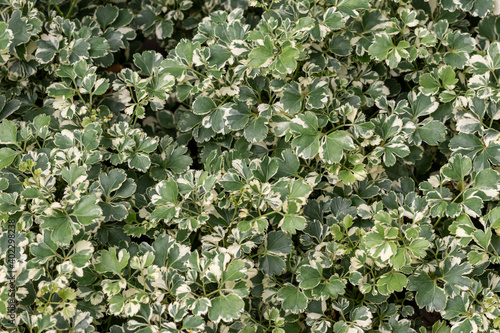 Ming Aralia leaves background.Polyscias guilfoylei plant or the Geranium Aralia in a garden.