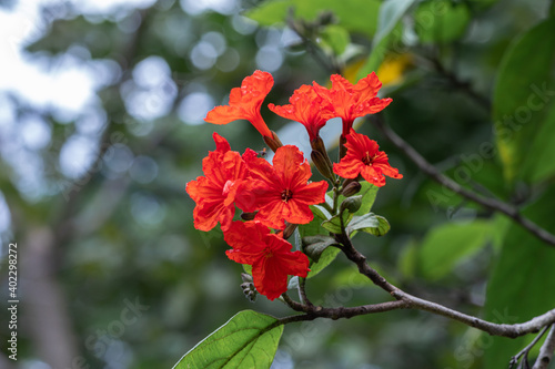 Selective focus closeup Cordia sebestena flower in a garden.Blurred orange flower. photo