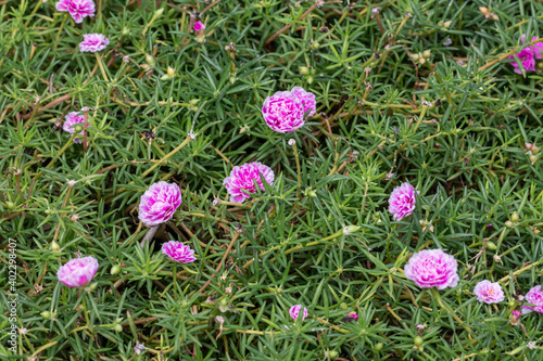 Selective focus close up beautiful pink Portulaca grandiflora plant in a garden.Common name including rose moss,eleven o'clock,Mexican rose and moss-rose purslane.