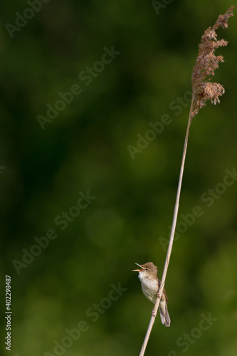 Blyth's Reed Warbler, Acrocephalus dumetorum photo