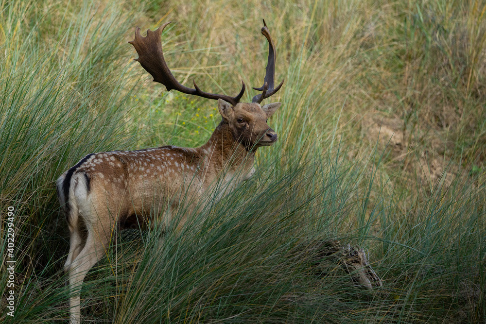 Naklejka premium Fallow Deer