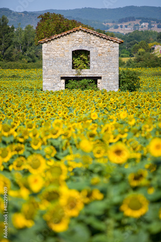 Sonnenblumen © David Dieschburg