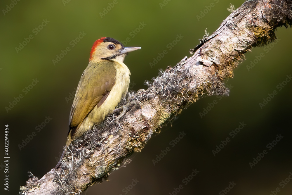 Fototapeta premium Johnston's Elliot's Woodpecker, Dendropicos elliotii johnstoni