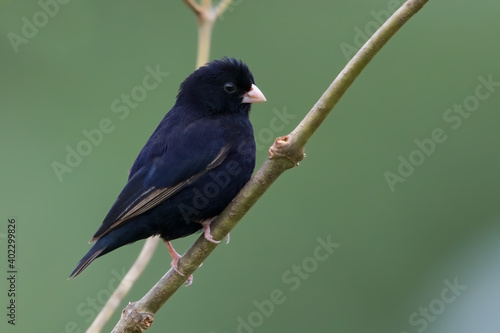 Wilson's indigobird, Vidua wilsoni photo