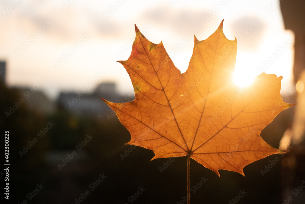 Maple tree leaf on sunset Maple tree leaf on sunset