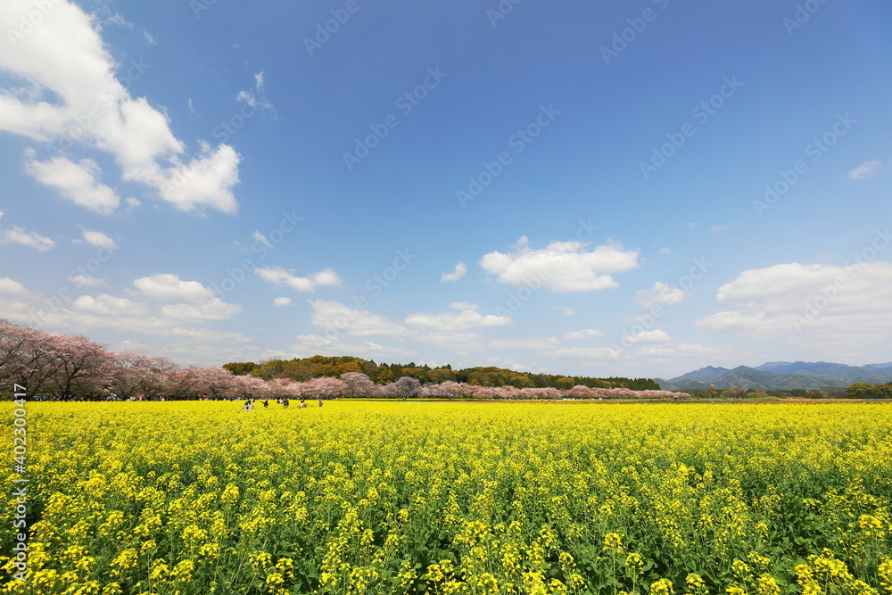 西都原の桜と菜の花