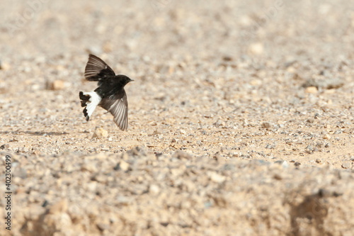 Basalt Tapuit, Basalt Wheatear, Oenanthe lugens warriae photo