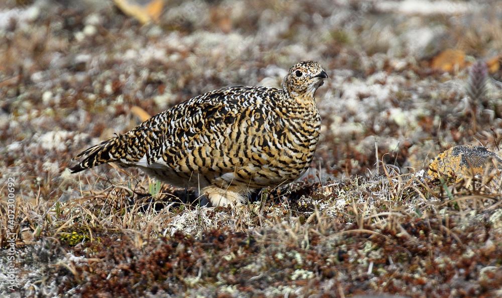 Alaskan Rock Ptarmigan, Lagopus muta kelloggae Alaskan Rock Ptarmigan, Lagopus muta kelloggae