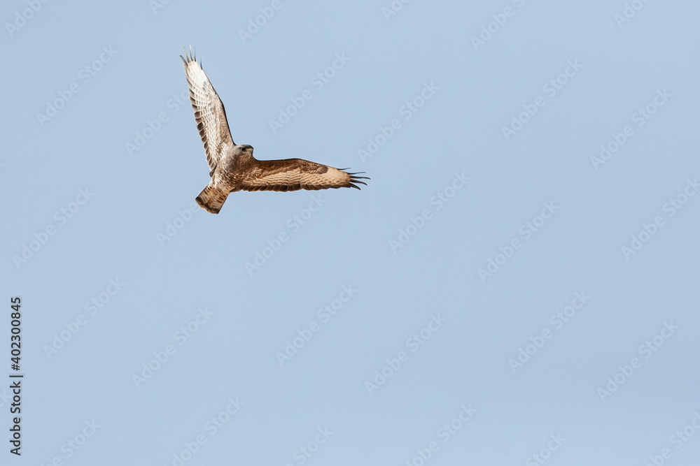 Steppe Buzzard, Buteo buteo vulpinus Steppe Buzzard, Buteo buteo vulpinus