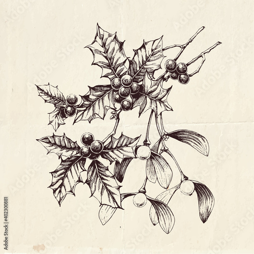 Hand drawn clip art illustration of famous Christmas plants - mistletoe and holly