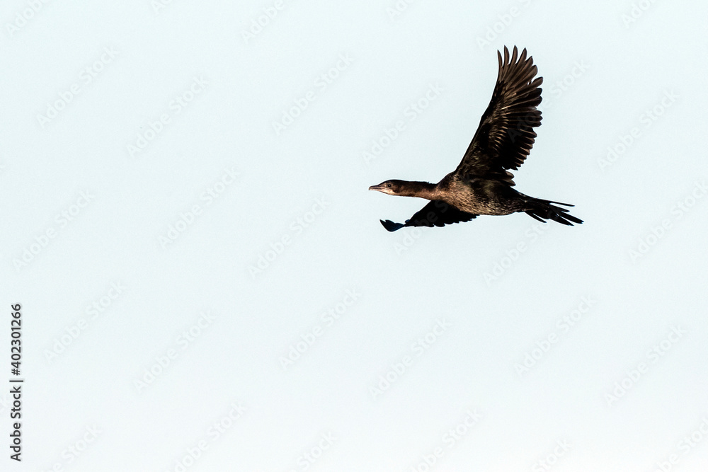 Fototapeta premium Pygmy Cormorant, Microcarbo pygmaeus