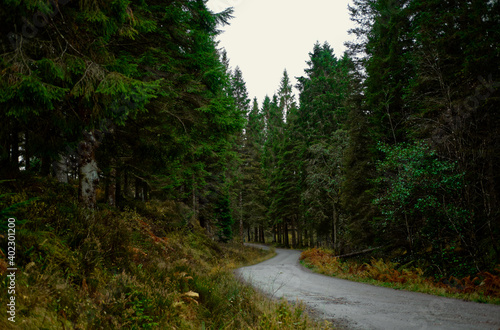 Scotland Woodland Road