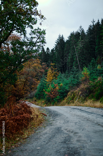 Scotland Woodland Road