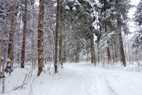 Winter frosty day in a beautiful snowy forest. The road in the snowy forest.